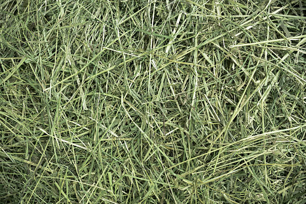 A dense texture of dried green grass and hay for animal forage