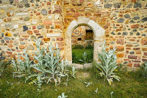Thistles in front of a rustic stone wall of an old ruin.