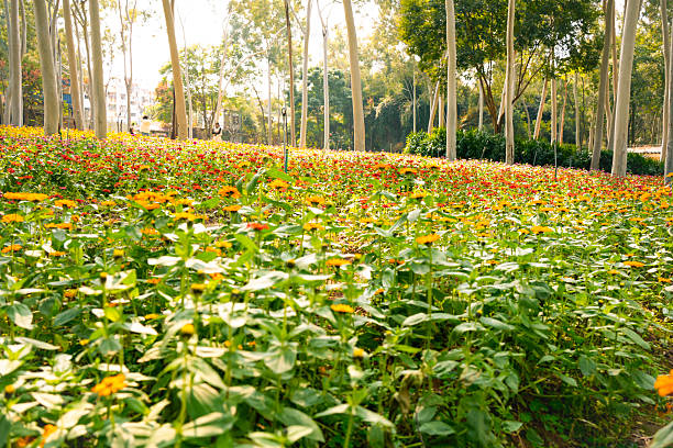 Spring Garden Scene: Colorful Flowers Blooming Under Morning Sunlight