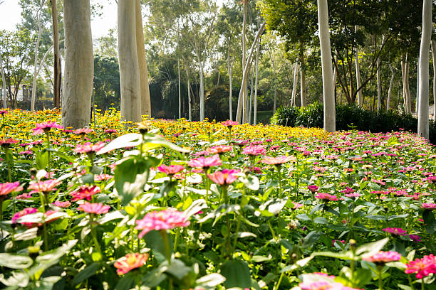 Natural Landscape: Lush Flower Bed with White-Barked Trees in the Background