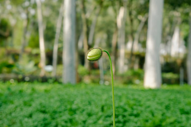 Delicate Green Bud Standing Tall in a Sunlit Garden