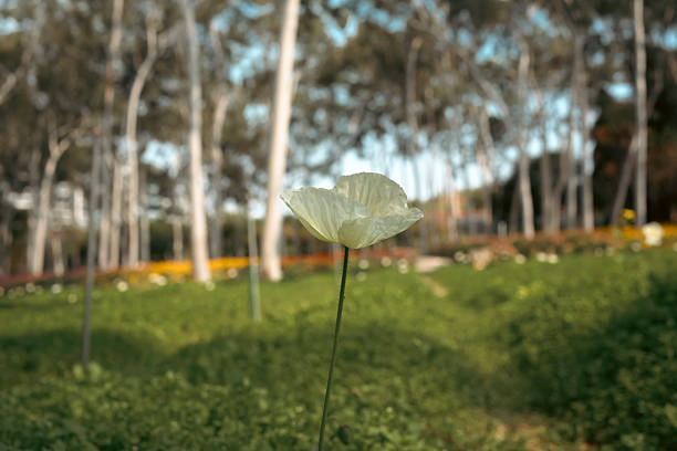 Delicate Petals Against a Soft Green Background
