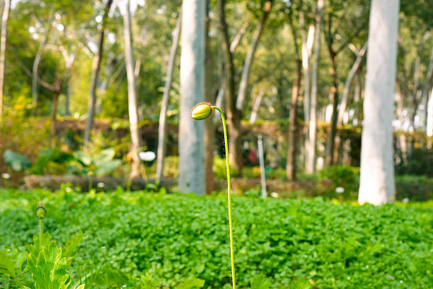 Unopened Flower Bud Amidst Dense Foliage and Trees