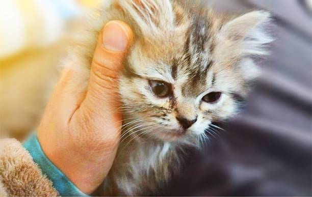 Close-up shot of a fluffy young kitten being gently held by a human hand, captured in warm natural light. The kitten’s expressive eyes and soft fur create a tender emotional moment that appeals to themes of pet care, compassion, bonding, veterinary services, rescue awareness, and heartwarming lifestyle visuals. Ideal for use in blogs, ads, social media, and promotional material related to cats, animal welfare, adoption campaigns, pet products, and emotional storytelling.