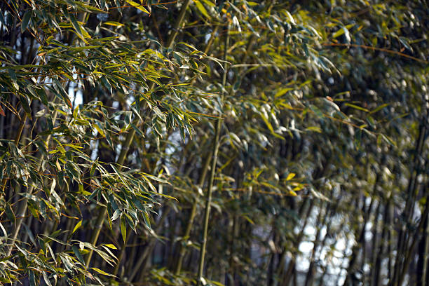 Bamboo forest in Thailand