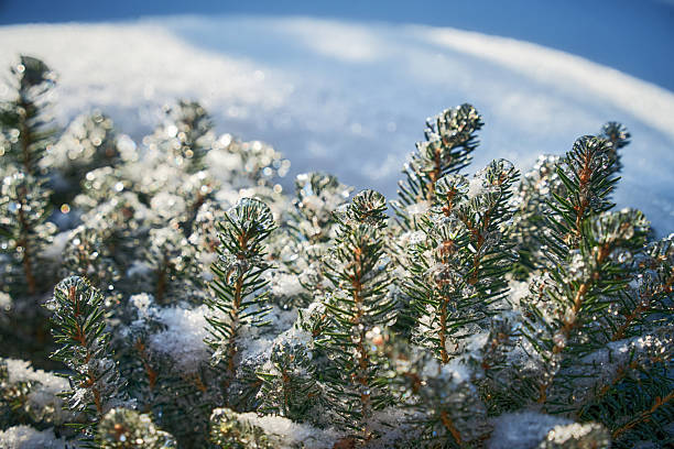 A close-up photograph of a dense dwarf spruce bush with multiple branches entirely coated in a thick, transparent layer of crystalline ice. The ice creates a heavy, glass-like shell over the green needles following a severe freezing rain storm. The scene captures the intricate texture of the frozen shrub against a soft, out-of-focus winter background.