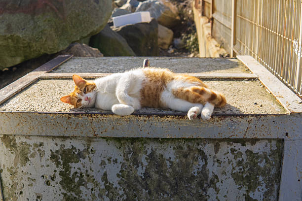 ginger cat is resting on a concrete block outside