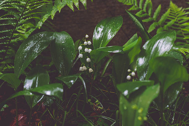 Flowers in the garden