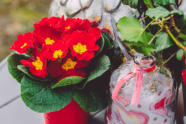 Closeup shot of red Primroses