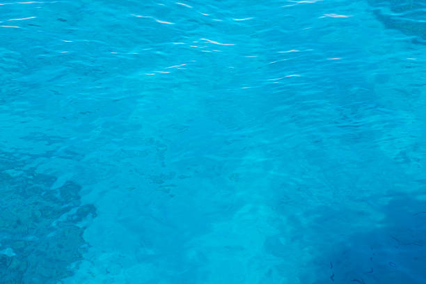 Clear turquoise water surface displays gentle ripples and reflections, highlighting the vibrant aquatic environment in a natural outdoor setting