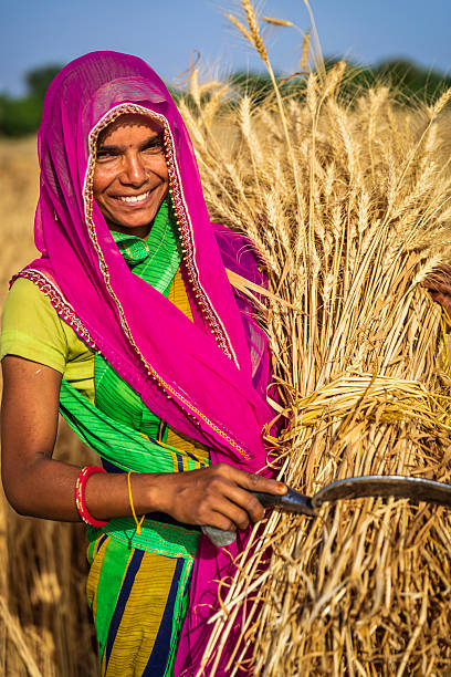 istock Indian woman collecting a wheat, India. 2262609595