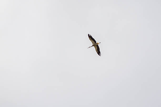 The stork flies high in the sky.