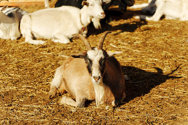 A group of goats is gathered in a warm farmyard. One goat relaxes in the foreground while others rest nearby