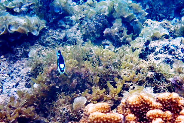 Humbug dascyllus fish (Dascyllus aruanus) with black bodies and three prominent white vertical stripes glide through clear turquoise water in a vibrant coral reef environment. The fish feature elongated dorsal fins and subtle blue hues on their edges, positioned near beige coral branches and scattered white shells on the sandy seabed. Bubbles and soft light filter from above, creating a tranquil marine scene. This image captures the intricate beauty of tropical sea life, ideal for commercial uses such as educational materials on marine biology, travel promotions for scuba diving destinations, environmental conservation campaigns highlighting coral ecosystems, and aquarium hobbyist content. The composition emphasizes the fish as focal points against the natural reef backdrop, suitable for articles on ocean biodiversity and underwater exploration.
