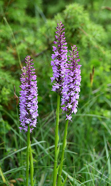 orchid family,  Gymnadenia densiflora in south of france while spring