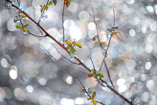 delicate green leaves covered with прозрачным льдом on thin branches against sparkling bokeh background. sunlight in frozen drops. concept of late frost, seasonal transition, fragile nature and early spring resilience. shallow depth of field with soft abstract light circles.