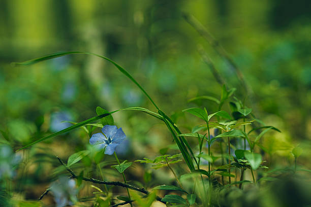 Close up shot of nature landscape with blue purple wildflowers in lush green forest floor. Environmental regeneration & beauty.