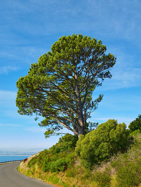 A dramatic Western Cape landscape featuring a large pine on a grassy slope, a curving coastal road, and distant sea glimpses. The vibrant blue sky and lush greenery evoke solitude, outdoor exploration, and the natural beauty of Cape Townâs coastal region.