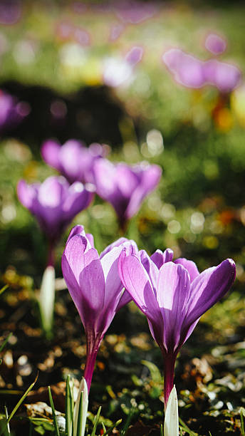 Bright spring crocuses blooming in fresh grass