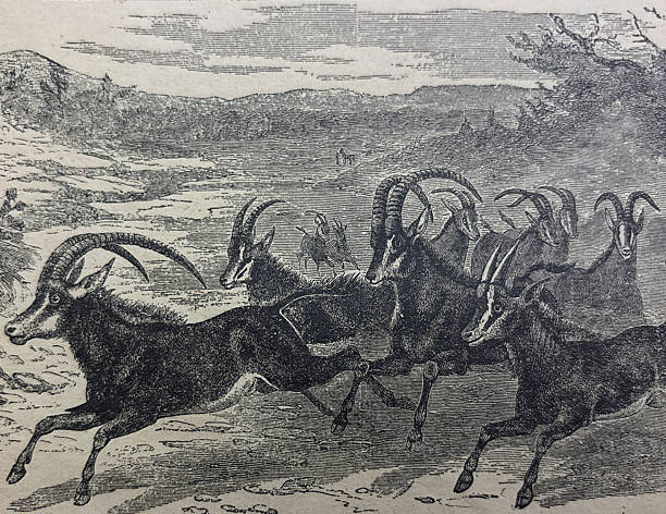 Antique illustration pre 1900 - herd of Springboks in full flight - South Africa