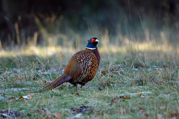 Distinctive colours of pheasant ground bird in Yorkshire countryside in winter