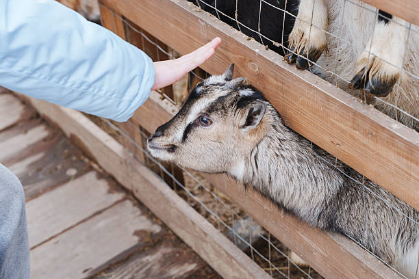 A child extends a hand to touch a goat at a farm. The goat leans over the wooden fence. The setting shows a farm with other goats in the background.