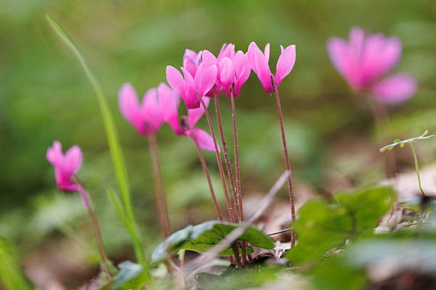 This is a picture of flowers blooming beautifully in nature.