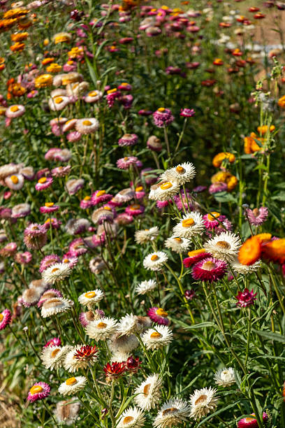 Colorful Wildflower Field Under Bright Sun