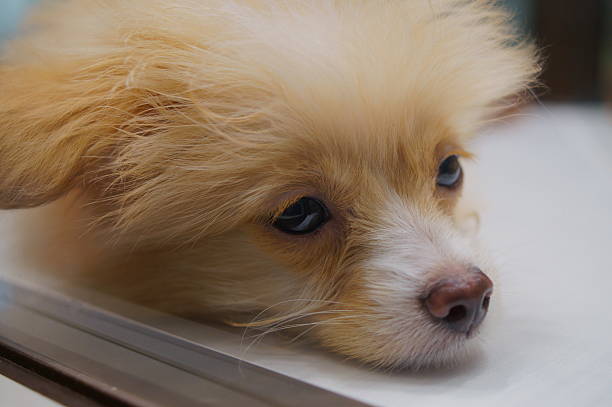 A small young puppy of indeterminate breed sitting behind a glass partition in a retail display unit, looking towards the camera.