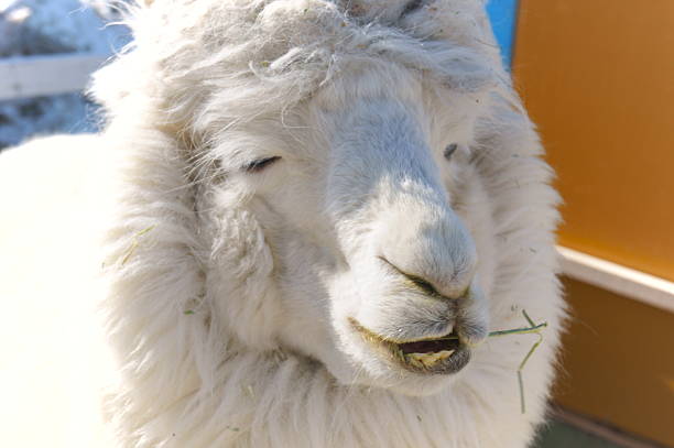 A medium shot of a white alpaca (Vicugna pacos) with thick woolly fleece, standing in a fenced outdoor pen or farm environment.