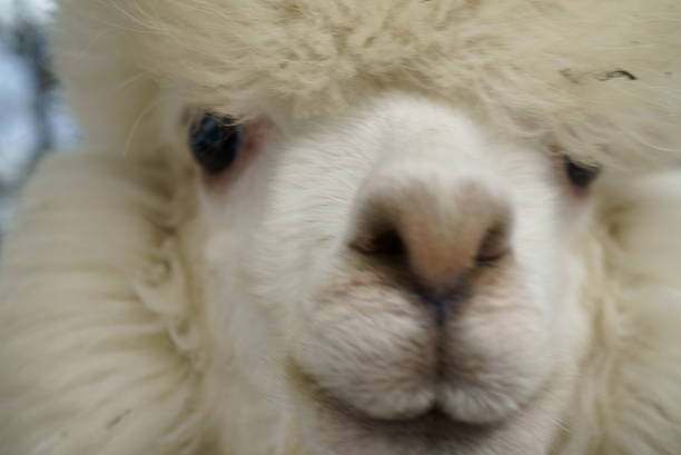 A medium shot of a white alpaca (Vicugna pacos) with thick woolly fleece, standing in a fenced outdoor pen or farm environment.