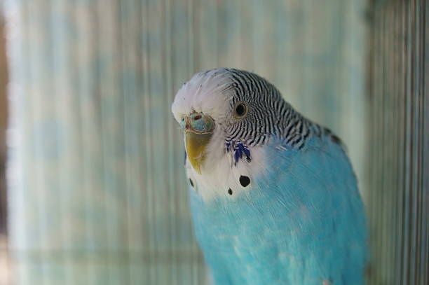 Blue and black budgie sitting, posing for photo
