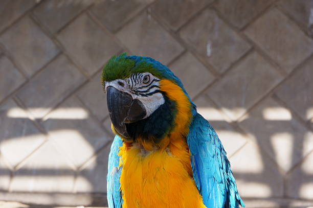 A medium shot of a large blue-and-yellow macaw (Ara ararauna) with vibrant blue wings and yellow underparts, perched on a wooden branch inside a captive environment.