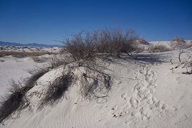 Scrub brush and sand