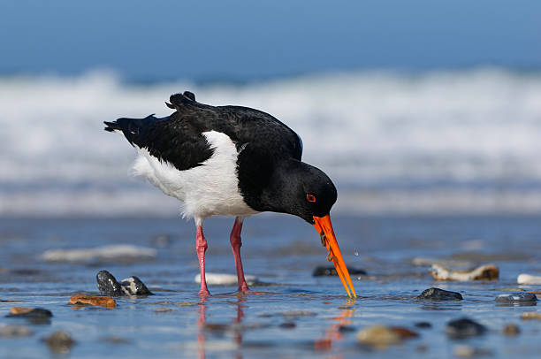 Oystercatcher eating a sandworm