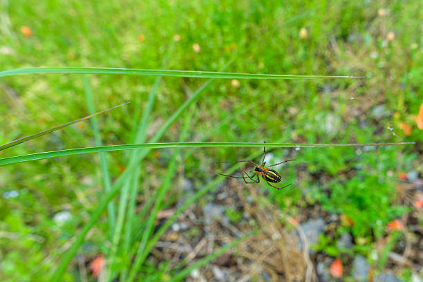 A detailed shot of a small spider resting on a blade of grass in a green meadow, showing its unique patterns and slender legs.