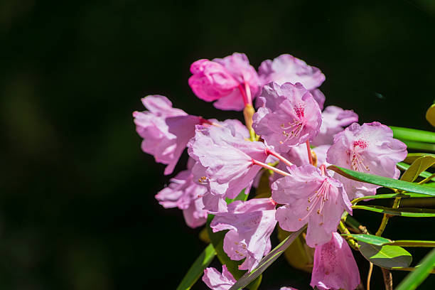 Perfect for design, advertising media. Vibrant petals, rich colors natural lighting enhance nature's beauty. High quality detailed resolution.