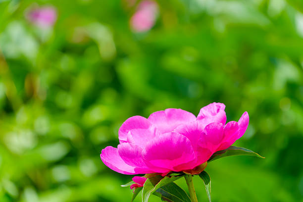 A stunning close-up of a vibrant pink peony flower, showcasing its delicate petals against a soft, blurred green background in a bright garden setting.