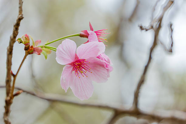 A delicate branch of pink cherry blossoms in bloom, representing the arrival of spring in Japan with a soft bokeh background.