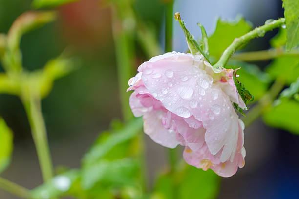 pinky garden rose flowers with rain drops at colorful background