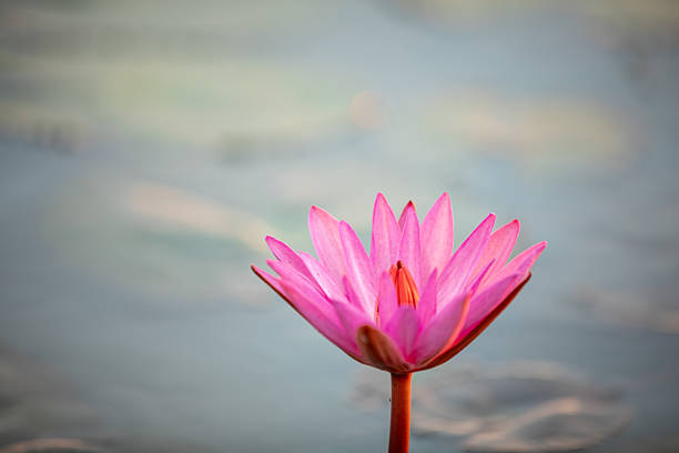 The Red Lotus Sea, located in Nong Han Lake, Kumphawapi District, Udon Thani Province, is a large freshwater lake covering over 22,500 rai (approximately 8,400 hectares). During the winter months, the red or pink lotus flowers bloom across the entire surface, making it a nationally renowned natural tourist attraction. Visiting is a highlight activity not to be missed during the winter months, approximately from December to February. It's recommended to leave early in the morning to enjoy a boat ride before the sun gets too hot, take beautiful photos amidst the sea of ​​flowers, and admire the breathtaking fields of blooming lotus flowers. Follow in Lisa's footsteps and experience this pink world at the Red Lotus Sea in Udon Thani, featured in Amazing Thailand: \