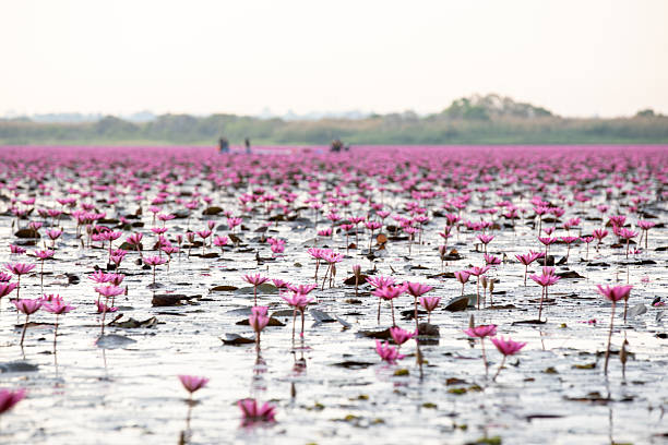 The Red Lotus Sea, located in Nong Han Lake, Kumphawapi District, Udon Thani Province, is a large freshwater lake covering over 22,500 rai (approximately 8,400 hectares). During the winter months, the red or pink lotus flowers bloom across the entire surface, making it a nationally renowned natural tourist attraction. Visiting is a highlight activity not to be missed during the winter months, approximately from December to February. It's recommended to leave early in the morning to enjoy a boat ride before the sun gets too hot, take beautiful photos amidst the sea of ​​flowers, and admire the breathtaking fields of blooming lotus flowers. Follow in Lisa's footsteps and experience this pink world at the Red Lotus Sea in Udon Thani, featured in Amazing Thailand: \
