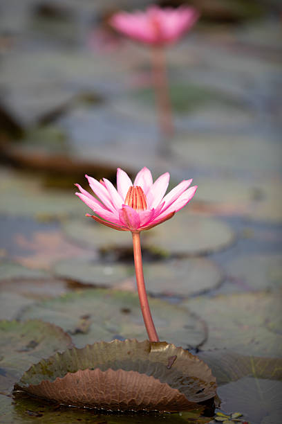 The Red Lotus Sea, located in Nong Han Lake, Kumphawapi District, Udon Thani Province, is a large freshwater lake covering over 22,500 rai (approximately 8,400 hectares). During the winter months, the red or pink lotus flowers bloom across the entire surface, making it a nationally renowned natural tourist attraction. Visiting is a highlight activity not to be missed during the winter months, approximately from December to February. It's recommended to leave early in the morning to enjoy a boat ride before the sun gets too hot, take beautiful photos amidst the sea of ​​flowers, and admire the breathtaking fields of blooming lotus flowers. Follow in Lisa's footsteps and experience this pink world at the Red Lotus Sea in Udon Thani, featured in Amazing Thailand: \