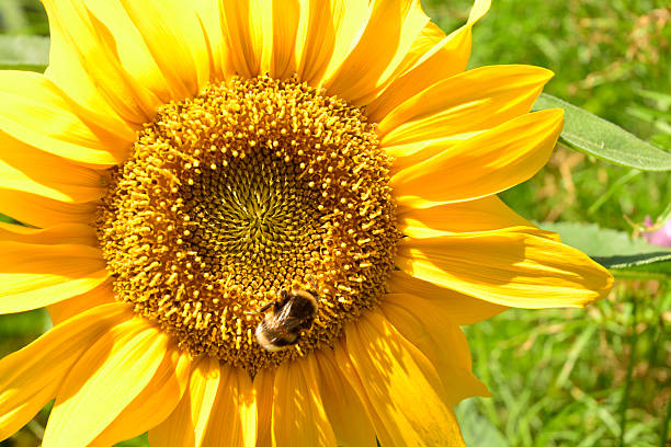 Close-up of a queen bee on a sunflower in the summer