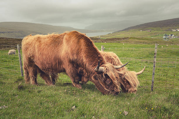 Two Highland cattle grazing on green pasture in the rural landscape of the Faroe Islands. Rolling hills, fencing and a distant lake under overcast skies reflect traditional livestock farming in the North Atlantic environment.