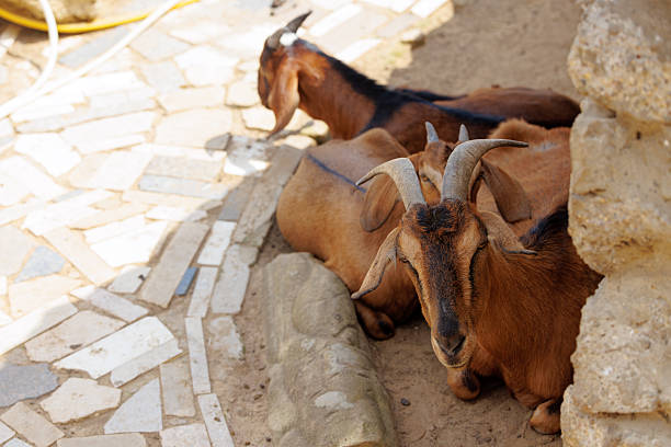 Three friendly goats rest peacefully on a sunlit stone pathway near an ancient wall, embracing calmness and warmth.