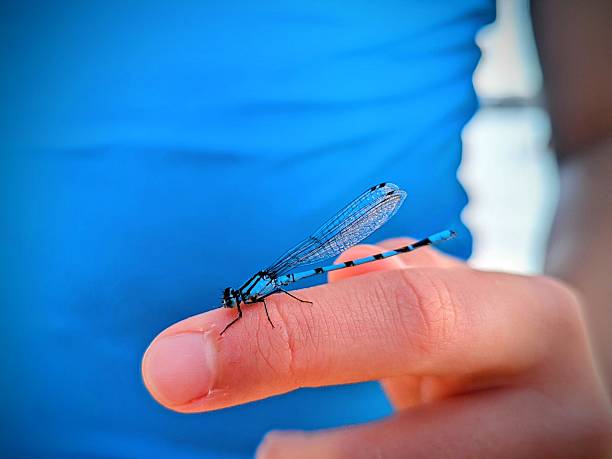 Summer mood, happiness, dragon fly, childhood, playing
