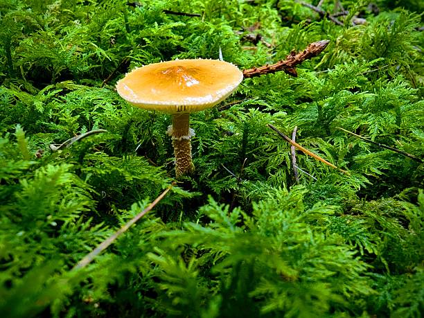 Forest in spring mood , mushroom everywhere, green colours, look around , be in the moment, nature calms , nature healing power