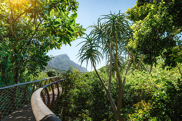 Scenic boardwalk winds through a lush forest canopy in Cape Town, South Africa, with distant mountain peaks and warm sunlight filtering through leaves. A peaceful nature path perfect for hiking, sightseeing, and relaxation.