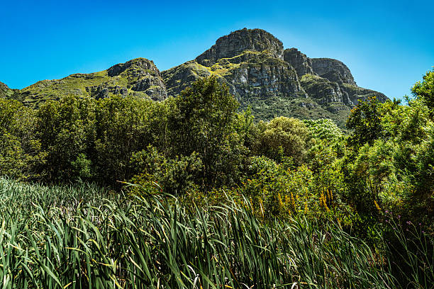 Scenic Cape Town mountain landscape framed by dense green vegetation and a clear blue sky, evoking tranquility, outdoor adventure and natural beauty in a South African nature reserve setting.